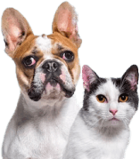 Premium Adult Chicken & Beef